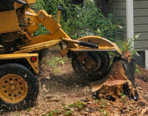tree-care-stump-grinder