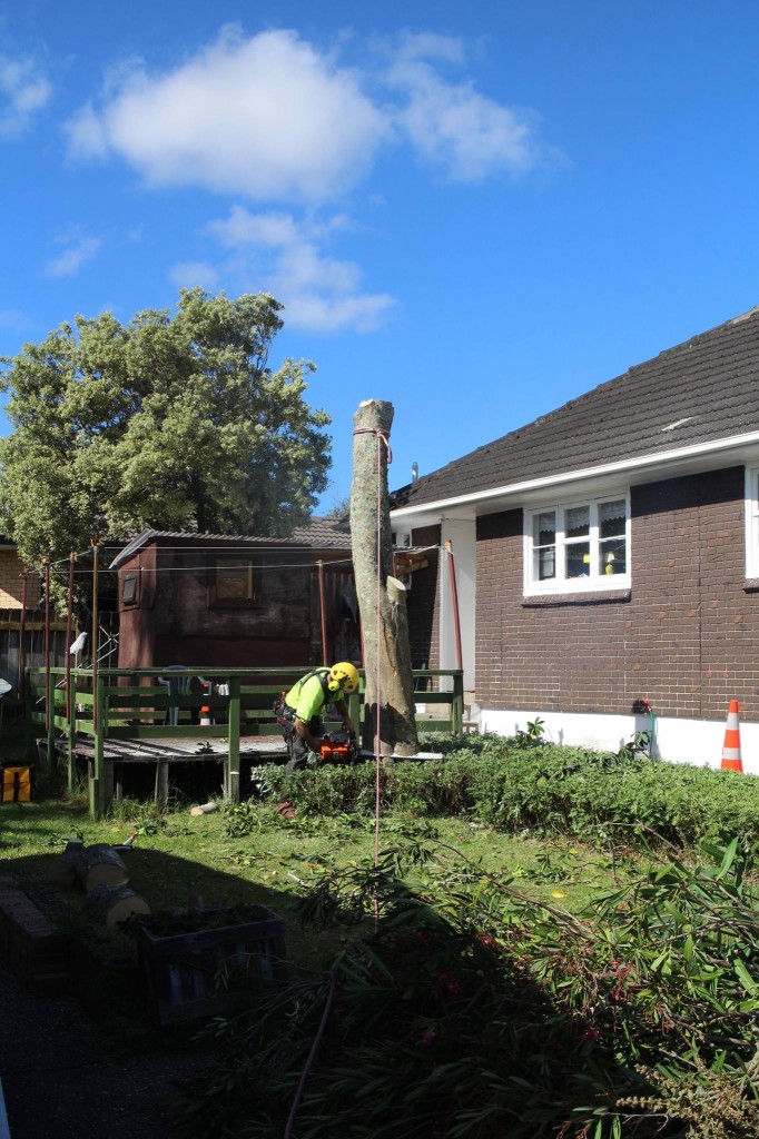 arborist Tree removal